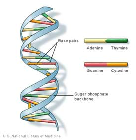 Twisted Double Helix