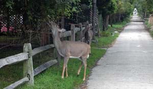 animal eating