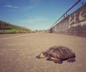 A turtle stands on the shoulder of a bike path.
