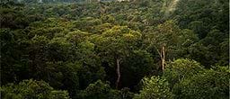 A top view of the Amazon Rainforest north of Manaus in Brazil.