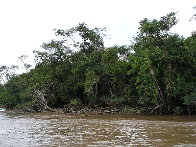 A photograph shows a muddy river, the Amazon River, with a densely shrubby shoreline.
