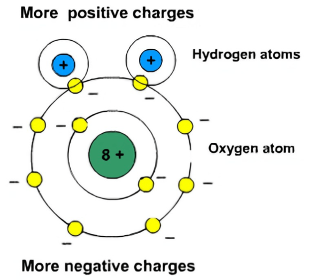 A diagram showing the polarity of water. A green dot in the center of two rings. The center dot is labeled, “8+.” The surrounding rings have yellow dots on them labeled “Oxygen atom” with negative signs next to the dots; the center ring has two dots, and the outside ring has eight. At the bottom of the outside ring is the label, “More negative charges.” On the top of the outside ring, two circles intersect the center of two of the yellow dots. The two circles each have a blue dot inside them with a positive sign inside each dot. The label next to the blue dots reads “Hydrogen atoms.” Above the blue dots is a label, “More positive charges.”