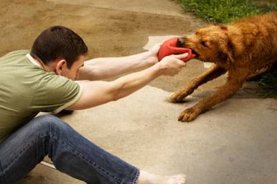 A photo shows a man and a dog in a tug of war over a squashed red ball that is being pulled one way by the man’s two hands and the other way by the dog’s bite.