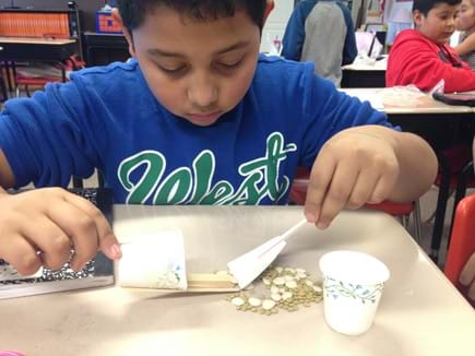A photograph shows a young boy testing a biomedical tool designed to remove lima beans, representing cancer cells, without removing lentil beans, representing healthy cells. It looks like he is using a flat spatula to push the lima beans into a cup with an extended flat lip.