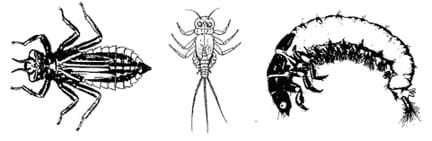 Three line drawings show insects with six legs and other characteristics: 1) three antennae and one tail, 2) two antennae and three tails, and 3) looks more like a caterpillar.