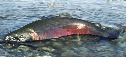 Photo shows an adult salmon with dark gray skin and a reddish underbelly, swimming in shallow water.