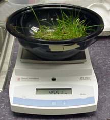 Photo shows plastic bowl with a piece of sod in it sitting on a platform scale.