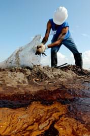 A photo shows a man in a hard hat and gloves collecting oil-covered sticks from a beach.