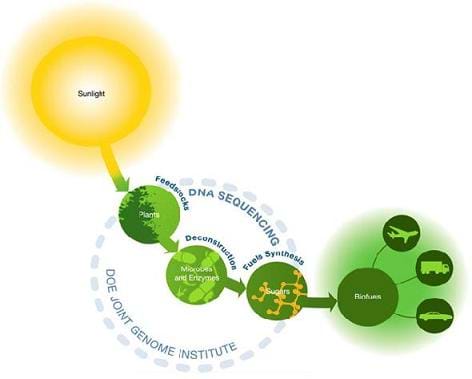 A drawing illustrating how sunlight can eventually turn into biofuels for cars.