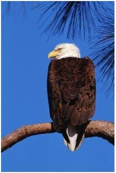 A photo of the American Bald Eagle – no longer on the endangered species list.