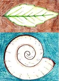 Two colorful drawings: on the top is a leaf and on the bottom is a spiral shell.