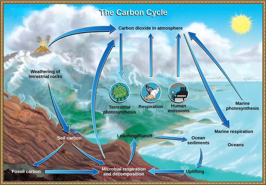 A diagram illustrating how carbon cycles through the atmosphere, land, ocean and the Earth's interior.