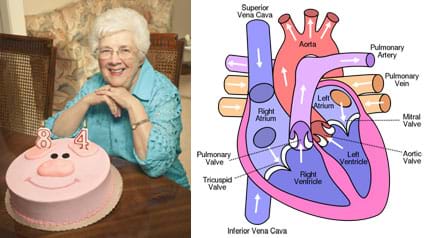 Two images: Photo shows a white-haired woman sitting at a table in front of a round, pink, pig-faced cake with an "84" candle on it. Arrows show the blood flow through a drawing of the human heart cavities, valves, arteries and veins.