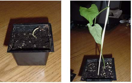 Two photographs. One shows a dead bean plant that was watered with the vinegar solution. The other shows a lush bean plant that was watered with tap water.