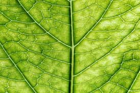Close-up photo shows veining and cells of a green leaf.