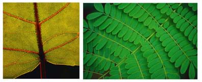Close-up photos of leaves, showing stalks, blades and pores.