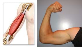 Two photos: (left) A "see-through" drawing shows the muscles and bone under the skin of a human upper arm, between shoulder and elbow. (right) A man's right arm, tensed and bent at the elbow with the fist up.