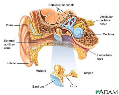 A cross-section drawing of the human ear shows and identifies the location of the lobule, external auditory canal, pinna, semicircular canals, vestibular cochlear nerve, cochlea, Eustachian tube, eardrum, malleus, incus and stapes.