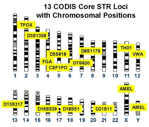 On a diagram showing many numbered columns with black, white and gray stripes, 13 CODIS sites are noted with their alphanumeric identifier in yellow highlight.