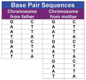 A table lists base-pair sequences in chromosome from father (GC, AT, AT, TA, GC, AT, AT, TA) and chromosome from mother (GC, AT, AT, TA, GC, AT, AT, TA, GC, AT, AT, TA).