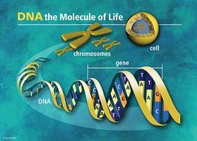 Graphic shows images of DNA helix, gene, chromosomes and cell, with headline: DNA – the molecule of life.