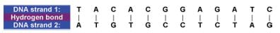 Example DNA coding showing A, C, T, G base pair bonds between two DNA strands.