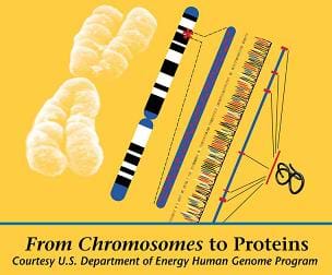 Diagram illustrates steps from chromosomes to proteins.