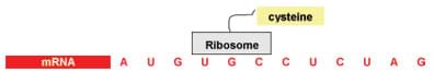 A ribosome is placed above the second three bases (a codon) of our example mRNA coding, U, G, C, with a tail indicating it has made the amino acid cysteine.