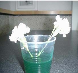 A photograph of two carnations placed in a cup of green-colored water, showing that the carnations have had no adverse affects by the plain water.