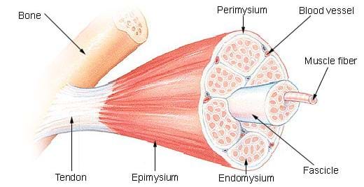 A medical illulstration shows the cross-section of a skeletal muscle. The muscle is labeled as follows: bone, tendon, epimysium, perimysium, endomysium, blood vessel, muscle fiber and fascicle.