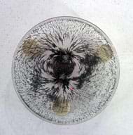 Photo shows arching patterns of iron filings on a Petri dish balanced on a bar magnet. 