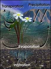 Sketch of flowers in front of a landscape background with arrows and identification of transpiration, precipitation, infiltration and evaporation.