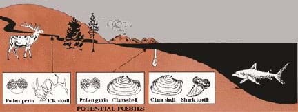 Schematic landscape drawing shows an ocean, hillside, river and mountains. A shark, clam, elk and trees are shown in their habitats. Arrows connect the river, shore and deep water locations to boxes depicting animal and plant parts (pollen grains, elk skull, clam shell, shark tooth) that might be found there in fossil form.