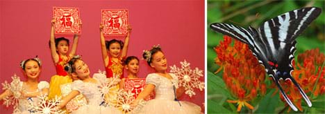 Two photos: (left) Six Asian girl ballerina dance holding snowflake props. (right) A black and white striped zebra swallowtail butterfly rests on red flower petals.