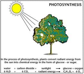 A photosynthesis reaction diagram shows the products and reactants of the process, which includes converting water, CO2 and sunlight to glucose and oxygen.