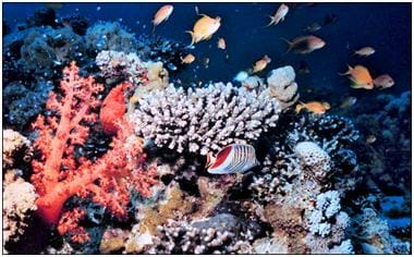 Photo of colorful coral reef. Small, tropical fish are swimming among the reef.