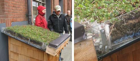 Two photos show (left) people standing near a 3-ft x 3-ft angled rooftop on a box at waist height, with a gutter at the lower sill and clear side panels, enabling one to see a three to four-inch thick green roof composed of roof deck, membranes, gravel, soil, roots and plants, and (right) close-up of same.