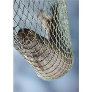 Photograph shows a gray fish in a string net.