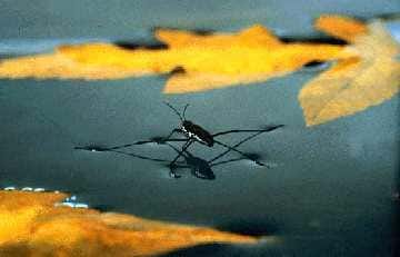 A color photo of a water strider insect on the surface of water with leaves floating nearby.