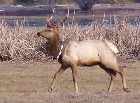 A tule elk with antlers in California wearing a tracking device around its neck.