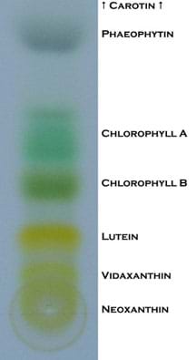 A gray strip with cloudy yellow to green to gray spots marked as: neoxanthin, vidaxanthin, lutein, chlorophyll B, chlorophyll A, phaeophytin, carotin.