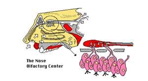 A medical side view cutaway diagram of the nose olifactory center.