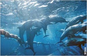 Photo under the ocean surface shows dolphins caught in a net.