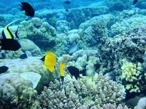 A glimpse of some of the fish and marine life at the Bunaken Marine Park.