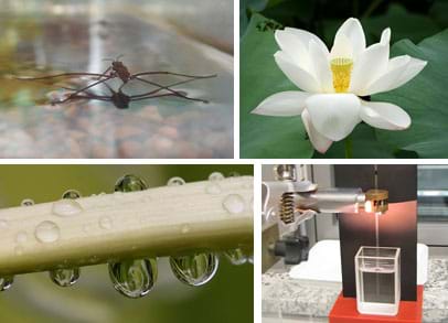 Four images (clockwise from top left): A water strider insect, a lotus flower with many white petals, apparatus to measure surface tension by how high a liquid climbs a capillary tube, and water droplets on a leaf.