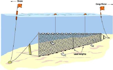 A drawing shows an underwater net set up on the sea floor; it looks like a fence of netting with lead weights and buoys floating above to note its location.