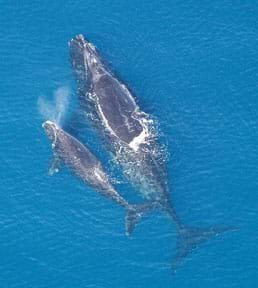 Aerial photo shows North Atlantic right whale with calf.