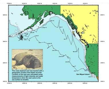 A map of the ocean between California, Canada and Alaska is overlaid with connected data points that show the locations of one elephant seal over time. An inset image shows the animal and says: This male elephant seal was tracked with a geographic location time-depth recorder. Location of the seal was calculated using measurements of light intensity and water temperature when the seal came to the sea surface to breathe.