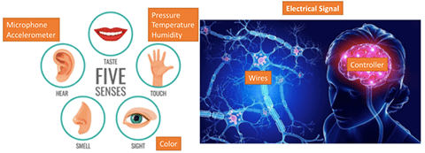A graphic depicting the five senses and their relationship to Arduino components as well as the mechanics of the nervous system. 