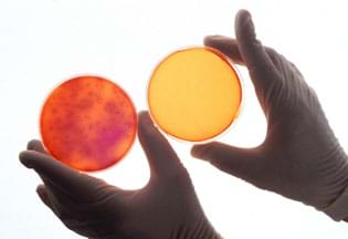 Gloved hands hold two petri dishes with orange nutrient agar. One is covered in bacterial colonies and one has no colonies growing on it.